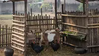 6 Kesalahan Peternak Pemula yang Paling Sering Terjadi, Penting Diperhatikan