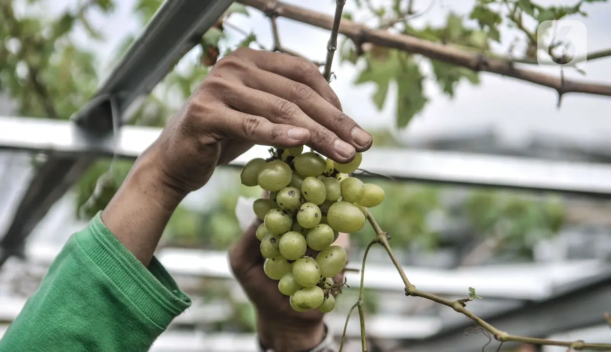 Pekerja memeriksa bibit anggur berkecambah di Kebun Imut Si Nakal, Kelurahan Malaka Sari, Jakarta, Minggu (7/3/2021). Dengan berbekal ilmu otodidak melihat dari internet serta dibantu 4 pekerjanya, Yatno membudiyakan bibit anggur di lahan seluas 600 meter persegi. (merdeka.com/Iqbal S. Nugroho)
