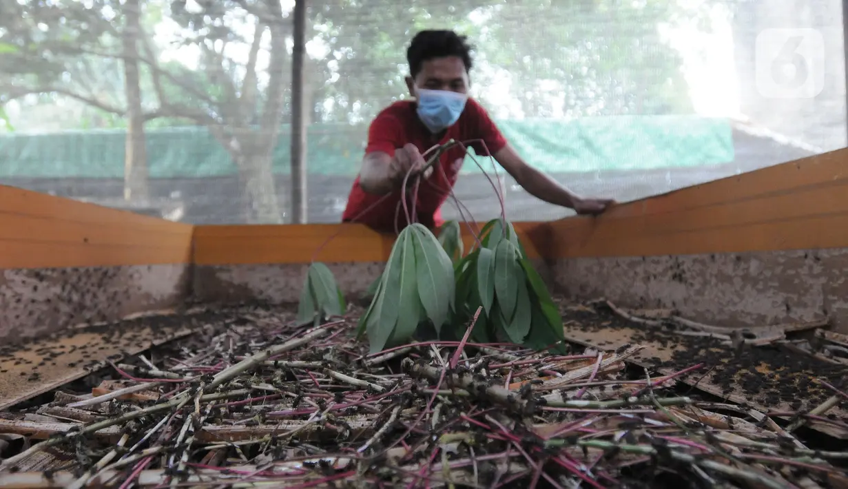 Warga memberikan makan jangkrik di kampung Pasiron, Bojongsari, Depok, Jawa Barat, Senin (7/3/2022). Warga Kampung Pasiron menjual jangkrik tersebut Rp 26 ribu/kg dan digunakan sebagai pakan burung dan ikan. (merdeka.com/Arie Basuki)