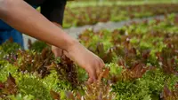 Panen Selada di Rumah, Begini Cara Menanamnya