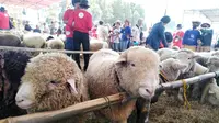 Domba Batur dalam kontes domba di Dieng Culture Festival. ( Foto: Liputan6.com/Muhamad Ridlo).