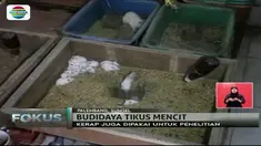 Pria asal Palembang ini berhasil budidayakan tikus mencit dengan keuntungan hingga Rp 5 juta per hari. Lho, kok bisa ya?