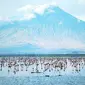 Flamingo Lesser berkumpul di Danau Natron, Danau Natron menyimpan rahasia mematikan. Di satu sisi ia menjadi lokasi kawin dan berkembang biak bagi 2,5 juta Lesser Flamingoes. (AFP/Tony Karumba/wwn)