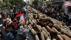 Kawanan domba dan kambing digiring menuju pusat kota Madrid pada Minggu (20/10/2019). Para gembala Spanyol menggiring sekitar 2.000 domba ke jalan-jalan untuk melindungi hak menggembala, migrasi dan menggiring ternak yang semakin terancam oleh perluasan permukiman. (OSCAR DEL POZO / AFP)