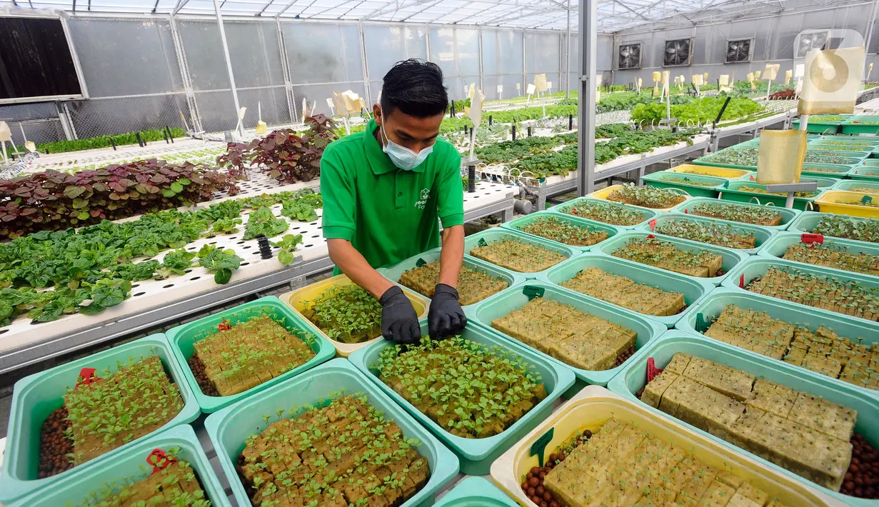 Petani merawat sayuran hidroponik pada areal bekas lapangan tenis di Greenville Farm, Tanjung Duren, Jakarta Barat, Senin (21/11/2022). Kebun hidroponik terbesar di Jakarta ini mampu menghasilkan sayuran rata-rata Rp 10 Kg/hari. (merdeka.com/Arie Basuki)