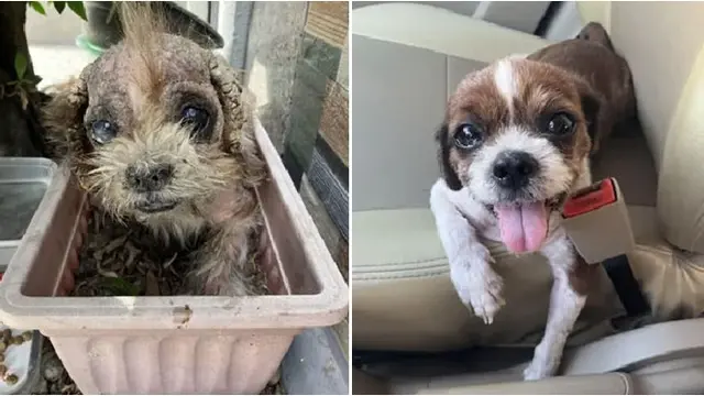 Potret Haru 6 Anjing Sebelum dan Sesudah Diadopsi, Kondisi Jadi Lebih Baik