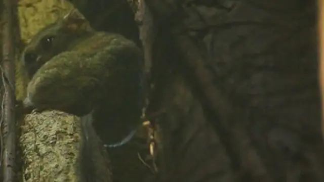 Tarsius