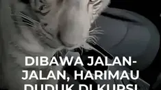 Polisi Mexico City menemukan anak harimau Bengal putih berusia sekitar empat bulan di dalam sebuah pikap. Pengemudinya ditangkap setelah tak mampu menunjukkan dokumen legal kepemilikan dan asal-usul satwa tersebut. Harimau langka itu kini diamankan untuk diserahkan kepada otoritas perlindungan ...