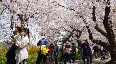 Para pengunjung yang mengenakan masker berjalan di bawah bunga sakura yang mekar penuh di Seoul, Korea Selatan, 10 April 2022. (AP Photo/Lee Jin-man)