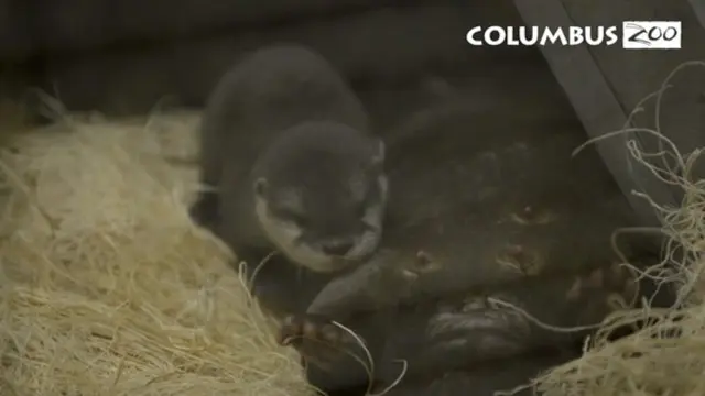 VIDEO: Tingkah Gemas Bayi Berang-Berang di Kebun Binatang Columbus
