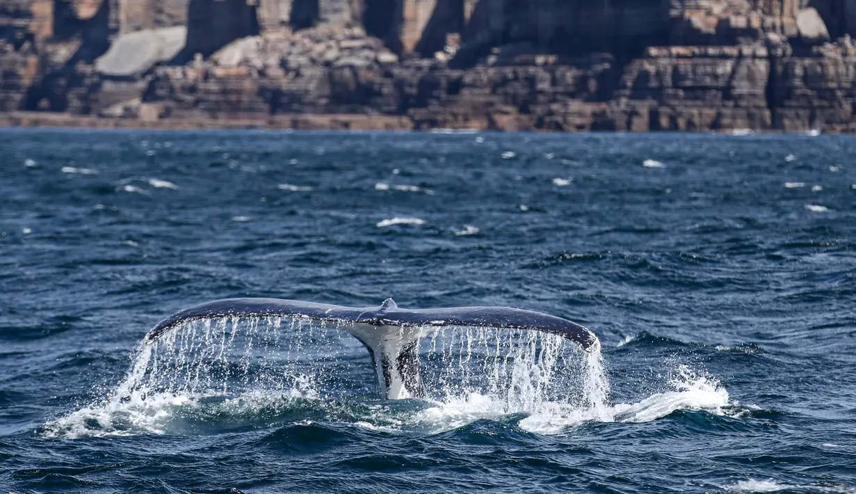 Seekor paus bungkuk terlihat di Teluk Jervis, Sydney selatan, Australia, pada 23 September 2020. (Xinhua/Bai Xuefei)