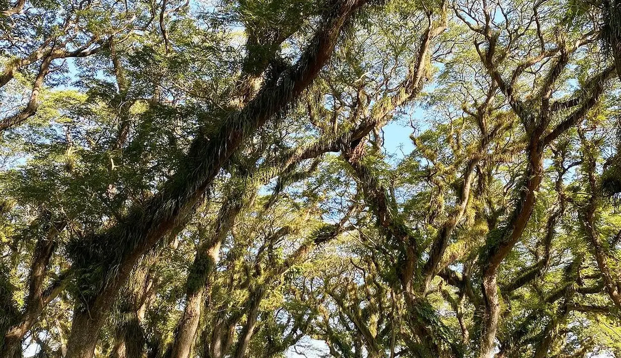 Foto-foto estetik dirinya di hutan De Djawatan ia pamerkan di Instagram. [Instagram.com/ayutingting92]