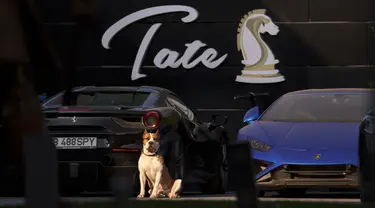 Seekor anjing duduk di dekat mobil sport yang diparkir di halaman kediaman Andrew Tate di pinggiran Bucharest, Rumania, Sabtu (24/8/2024). (AP Photo/Vadim Ghirda)