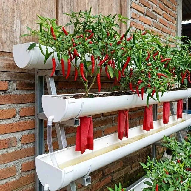 Ide Kebun Cabai Di Talang Air PVC Sistem Memanjang