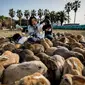 Pulau Okunoshima di Jepang yang dulunya dijadikan sebagai pulau penghasil senjata kimia, kini dihuni oleh ratusan kelinci. (Foto: nydailynews.com)