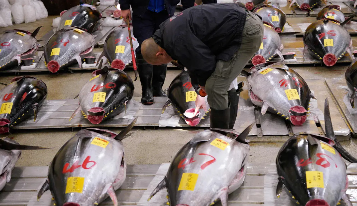 Calon pembeli memeriksa kualitas ikan tuna segar sebelum pelelangan pertama tahun ini di pasar ikan Tsukiji di Tokyo (5/1). Presiden LEOC Co, Hiroshi Onodera, yang mengelola bisnis restoran sushi memenangkan tawaran lelang ini. (AP Photo / Eugene Hoshiko)