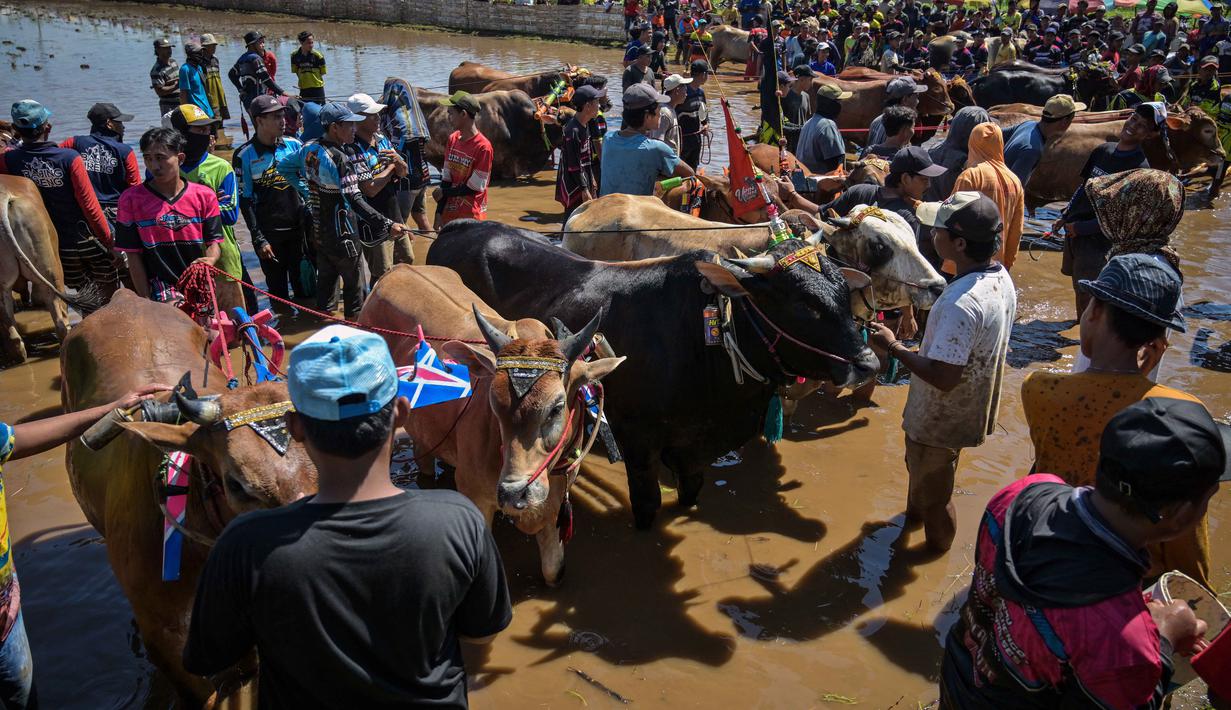 Para peserta bersiap untuk memulai acara Karapan Sapi Brujul di Probolinggo, Jawa Timur pada Minggu 24 Mei 2026. (Juni KRISWANTO/AFP)