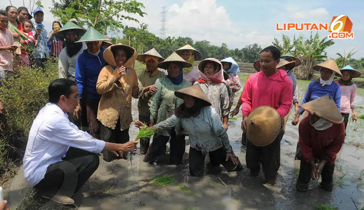 Jokowi juga menanyakan tentang harga bibit dan beberapa sarana pertanian yang berlaku di Desa Kauman, Ngawi, Jawa Timur (Liputan6.com/Herman Zakharia)