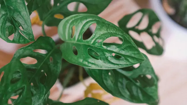 Monstera Adansonii
