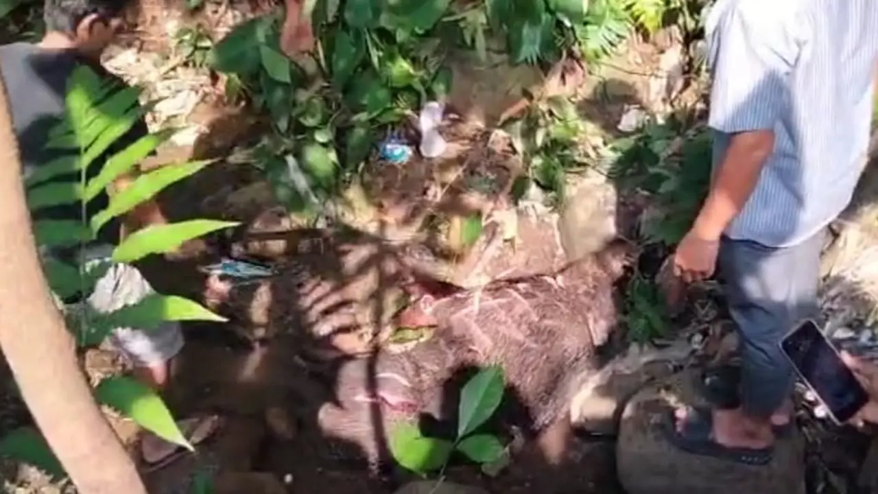 Babi hutan