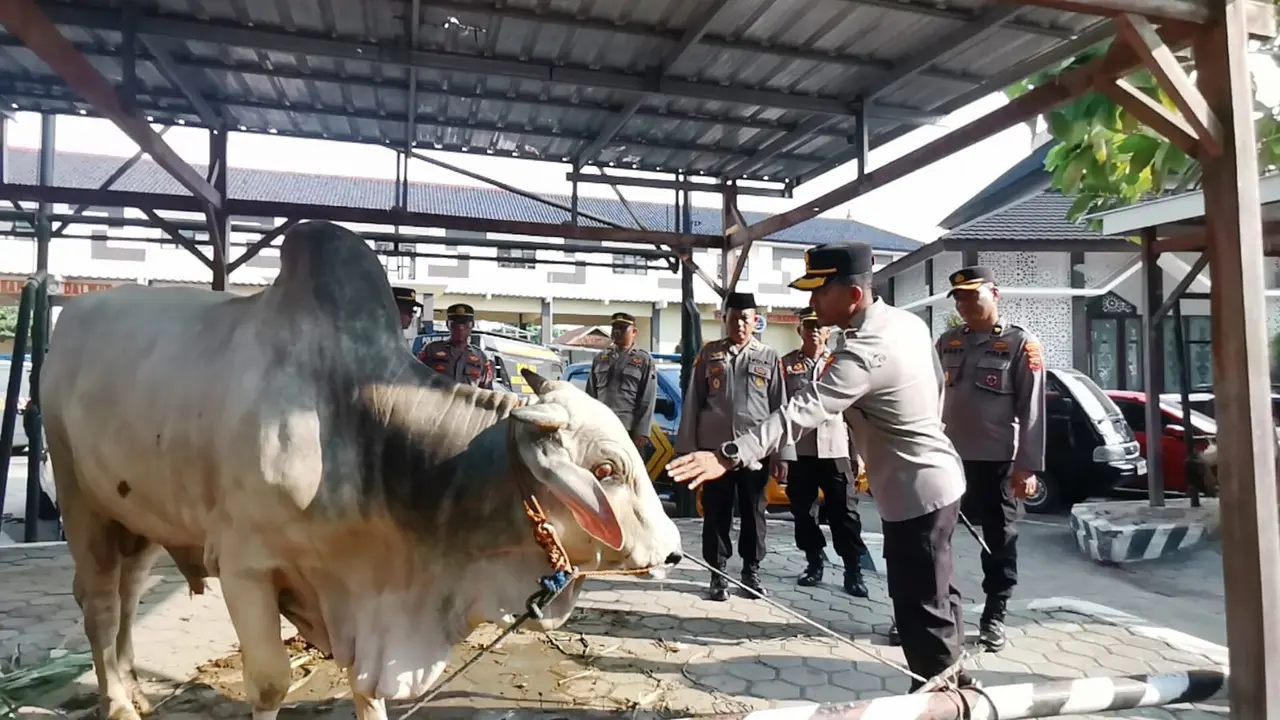 Sapi kurban Polres Pemalang. (Foto: Liputan6.com/Humas Polres Pemalang)