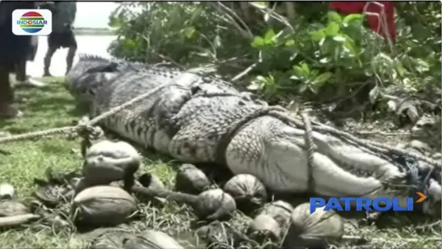 Petani di Polewali Mandar, Sulawesi Barat, tangkap buaya liar yang kerap menjarah isi tambak milik warga.