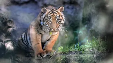 Foto yang diambil pada tanggal 7 Maret 2024 ini menunjukkan seekor anak Harimau Sumatera bernama Kala, melalui sebuah kaca, di kebun binatang Bioparco (Kebun Binatang Biopark), di Roma. (Tiziana FABI/AFP)