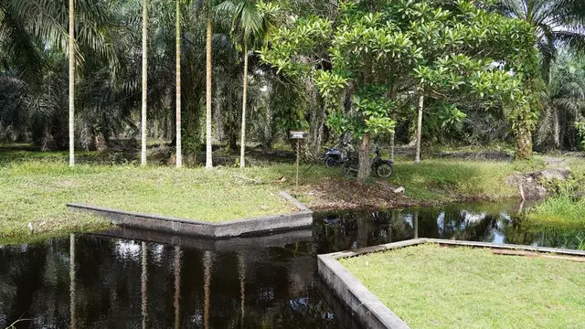 Restorasi Gambut Seluas 1,6 Juta Hektar dan Rehabilitasi Mangrove 84.396 Hektar