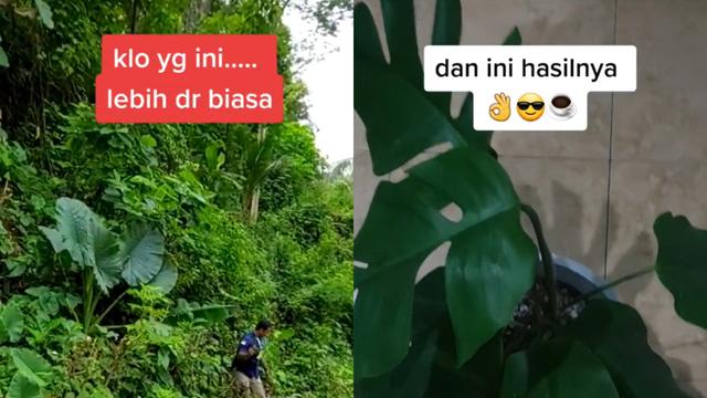 Bapak BNN cari tanaman hias di hutan liar