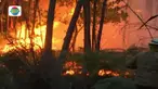 Kebakaran hebat melanda kawasan hutan di Portugal. Akibat kebakaran ini, puluhan orang tewas secara mengenaskan.