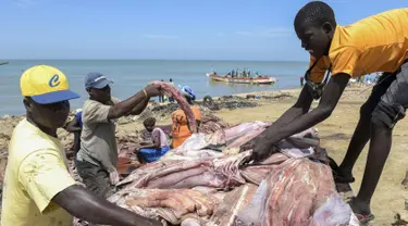 Daging hiu yang telah dipotong siap untuk dijemur, Pantai Mballing, Dakar, Senegal (1/4/2016). Daging hiu biasanya dikonsumsi, dijual di pasar lokal, hingga diekspor ke negara tetangga. (AFP Photo/Seyllou)