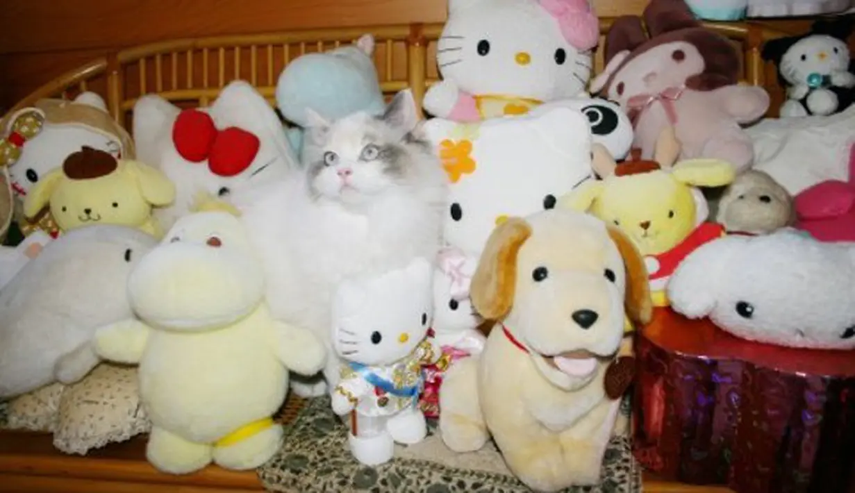 Intip Lucunya Tingkah Kucing Yang Gagal Bersembunyi - Photo Fimela.com