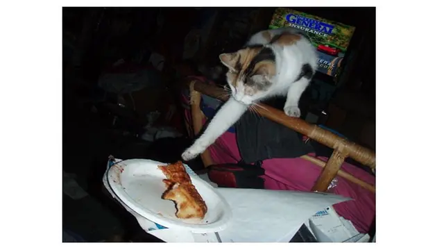 7 Aksi Kocak Hewan saat Coba Curi Makanan Ini Bikin Geleng Kepala
