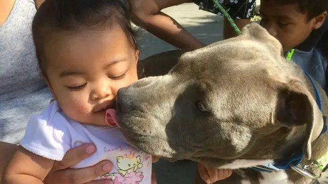 Bak Pahlawan, Anjing Pitbull Ini Selamatkan Bayi dari Insiden Kebakaran