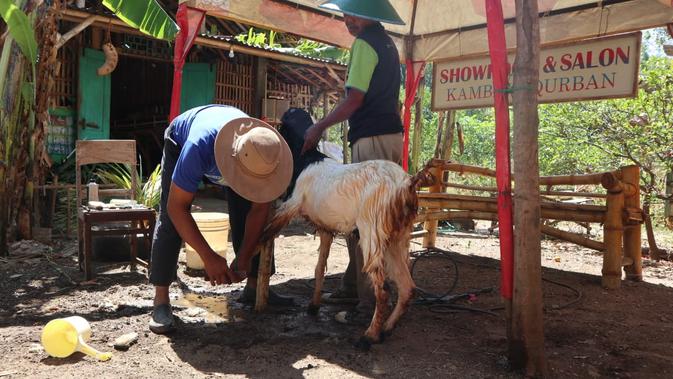 Maiful sedang memotong kuku kambing di salon kambing miliknya. (Liputan6.com/ Dian Kurniawan)