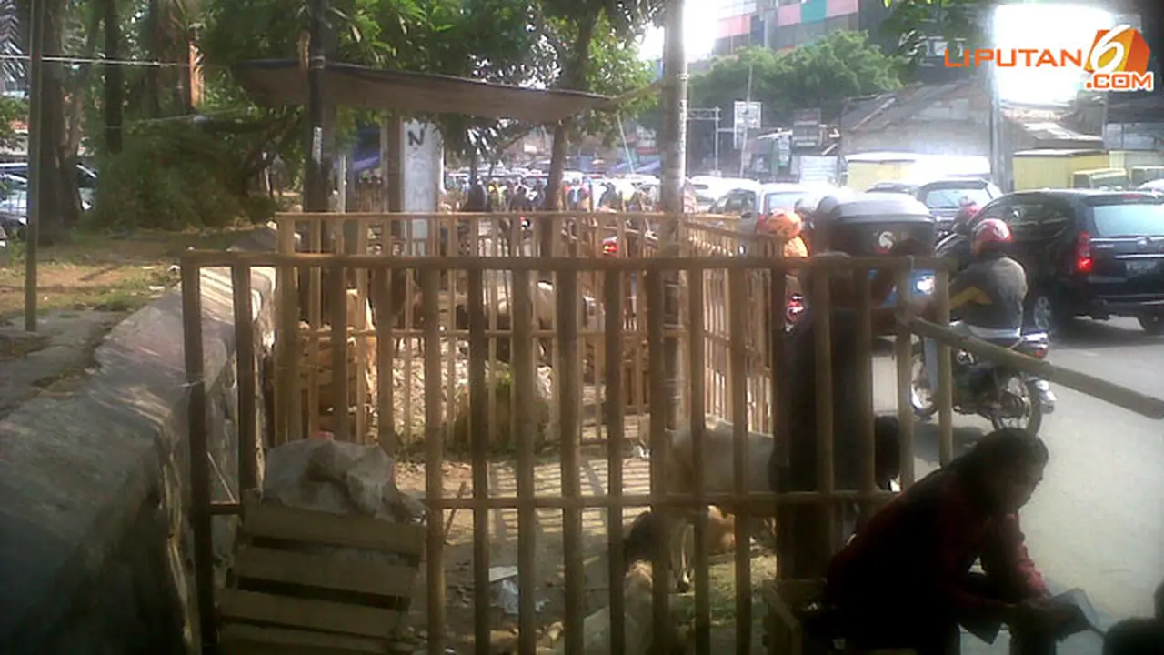 jual-kambing-131008b.jpg
