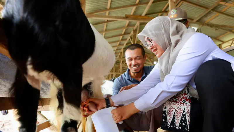 Bupati Ipuk Fiestiandani saat menjajal susu kambing di peternakan milik Jarot Setiawan. (Istimewa)