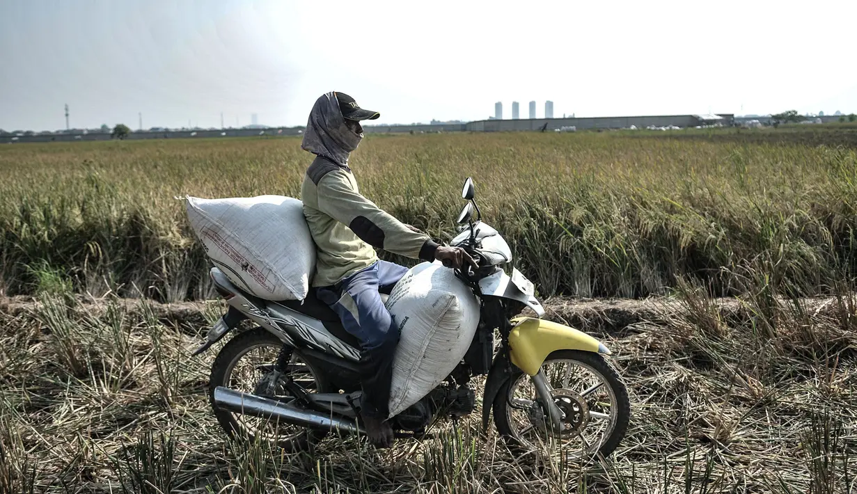 Petani menggunakan sepeda motor untuk mengangkut hasil panen di persawahan kawasan Rorotan, Jakarta, Kamis (30/7/2020). Menurut Mansyur (57), dalam setahun petani di Rorotan mampu memanen padi selama 3 kali dengan rata-rata menghasilkan padi sebanyak 7 ton tiap hektarenya. (merdeka.com/Iqbal S. Nugr