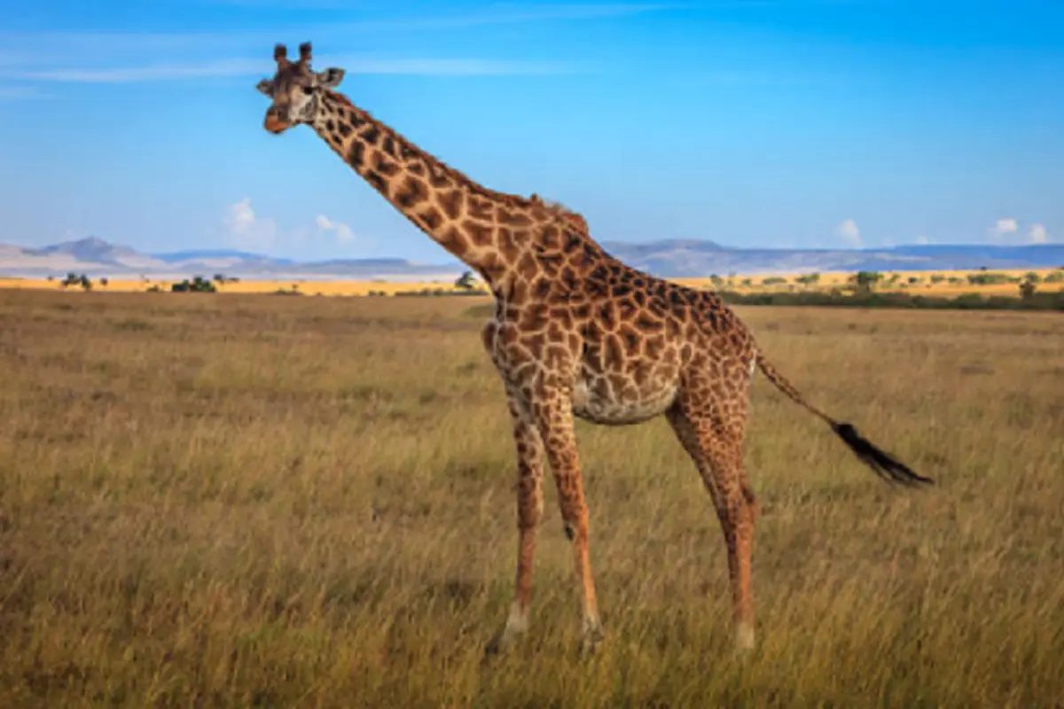 Ilustrasi jerapah (iStock)