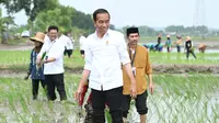 residen Joko Widodo (Jokowi) menanam padi bersama para petani di Kecamatan Merakurak, Kabupaten Tuban, Jawa Timur, Kamis (6/4). (Merdeka.com)