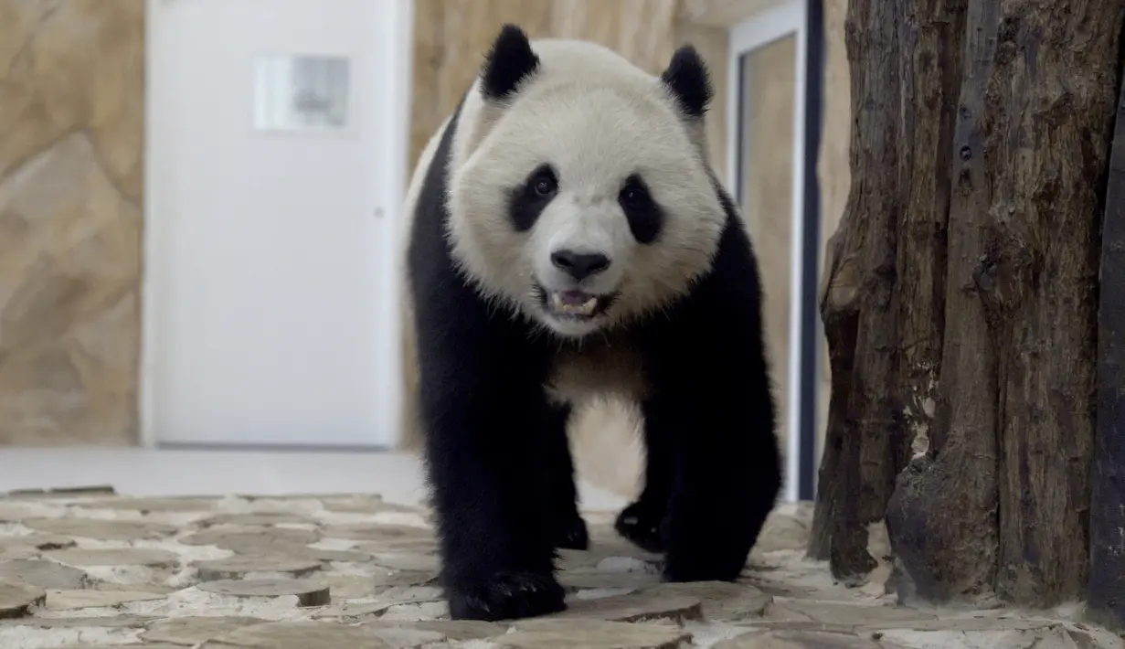 Soraya, panda betina yang dikirim oleh China ke Qatar sebagai hadiah untuk Piala Dunia, berjalan di penampungannya di Rumah Panda di Al Khor Park, dekat Doha, Rabu (19/10/2022). Kedua panda juga telah diberi dua nama Arab, yakni Suhail untuk Jing Jing dan Soraya untuk Si Hai, oleh Qatar. (AP Photo, Lujain Jo)