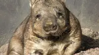 Wombat jenis Lasiorhinus latifrons (Wikimedia Commons)