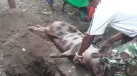 Foto: Warga menguburkan ternak babi yang mati terkena virus ASF dan hog cholera (Liputan6.com/Dion)