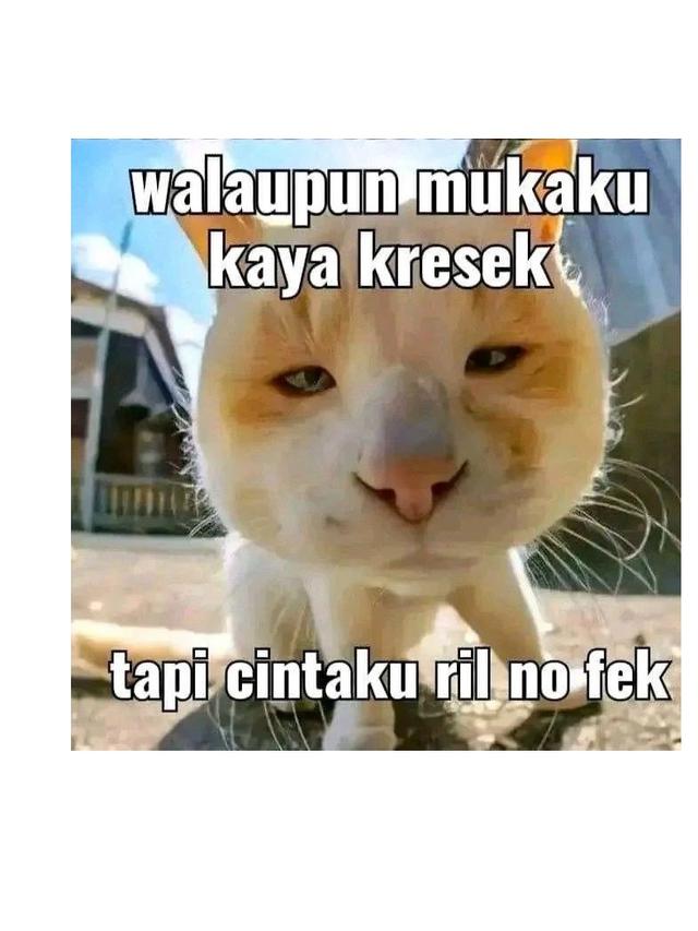 6 Meme Lucu Kucing Ini Bikin Geregetan, Cocok Buat Stiker WhatsApp