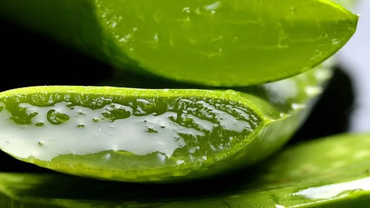 Cara Membuat Gel Lidah Buaya