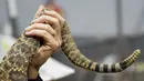 Seorang wanita mengangkat seekor ular derik saat berpose dalam kompetisi Roundup Sweetwater Rattlesnake di Texas, Amerika Serikat, Sabtu (10/3). Acara tahunan ini biasa dihadiri ribuan pengunjung  dari berbagai penjuru AS. (Loren Elliott/AFP)