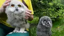 Bayi burung hantu Eurasia dan Great Grey saat diperkenalkan petugas di Kebun Binatang Royev Ruchey, Siberia, Krasnoyarsk, Rusia (7/6).Bayi burung hantu yang lahir 3 minggu lalu ini menjadi penghuni baru kebun binatang. (REUTERS/Ilya Naymushin)