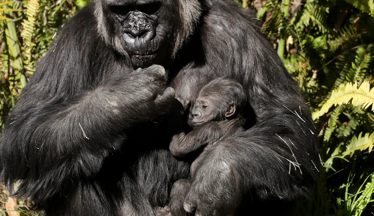 Bayi gorila betina berusia tiga minggu berada dalam pelukan induknya, Ndjia, di Kebun Binatang Los Angeles, California, Selasa (11/2/2020). Ndjia, yang berusia 25 tahun, akan menggendong bayinya sambil menyusui dalam pelukan selama tiga bulan pertama. (Mario Tama/Getty Images/AFP)