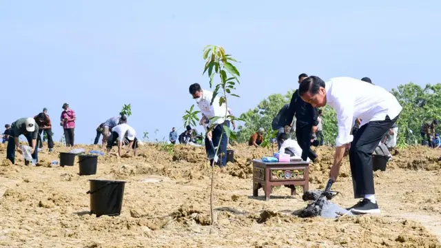 Presiden Joko Widodo atau Jokowi meluncurkan food estate atau lumbung pangan di Kabupaten Gresik Jawa Timur, Senin (22/8/2022)