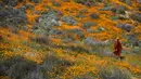 Seorang biksu berjalan di antara bunga poppy yang mekar di Danau Elsinore, California pada 8 Maret 2019. Pada dasarnya Poppy adalah tumbuhan herbal yang kerap ditanam karena bunganya berwarna-warni. (Photo by Maro SIRANOSIAN / AFP)